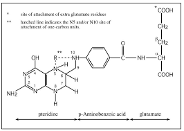 Image result for Serum Folate