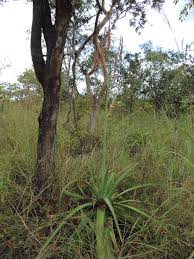 Image result for Aloe christianii