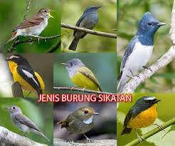 Mengenal lebih dekat burung flamboyan | perbedaan jantan dan betina flamboyan. Mengenal Jenis Burung Sikatan Harga Dan Suara Kicau Mp3