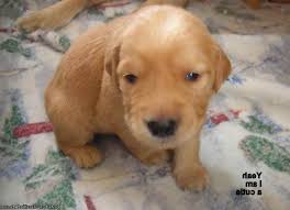 Alabama alaska arizona arkansas california colorado connecticut delaware district of columbia florida georgia hawaii idaho illinois indiana iowa kansas kentucky louisiana maine maryland massachusetts. Golden Retriever Puppies For Sale Under 500 Dollars Petsidi