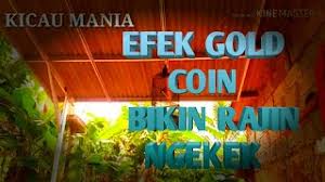 Pakan lovebird konslet lovebird merupakan salah satu jenis burung yang cukup digemari untuk dipelihara oleh para pecinta burung. Wowww Gold Coin Buat Lovebird Rajin Ngekek Youtube