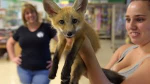 Often, veterinarians will have flea medicine that will make your pet unattractive to fleas and ticks. Fox Pups Forage For New Home In Bradenton Bradenton Herald