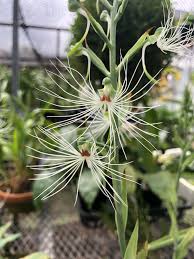 Image result for Habenaria macrandra