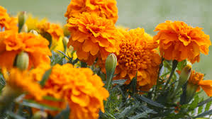 The scented flowers are hermaphrodite (have both male and female organs). How To Plant And Grow Marigolds Bunnings Australia