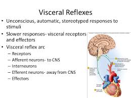 Anatomy And Physiology I Chapter 15 The Autonomic Nervous System And Visceral Reflexes Ppt Download
