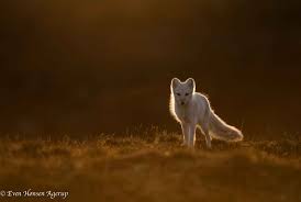 Maybe you would like to learn more about one of these? The Life And Times Of Arctic Foxes Around The World