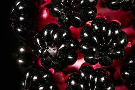 Image result for Phytolaccaceae