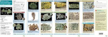 Monitoring Air Quality Using Lichens Field Guide And App