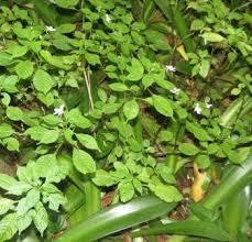 Image result for Impatiens hochstetteri