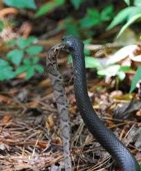 Black And White Snake Northern California For My Local Friends Please Don T Be Afraid Of The Black Racer Snakes They Are Harmless To Us And Eat Poisonous Snakes Funny Frogs Reptiles And Amphibians