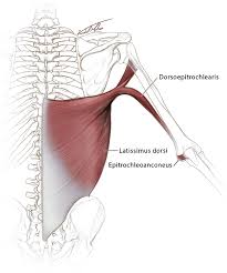 The posterior chain muscles live on the backside of your body and include the glutes, hamstrings, calves, erector spinae, lats, and rear shoulder muscles. Torso And Upper Right Limb In Posterior View Dorsoepitrochlearis Download Scientific Diagram