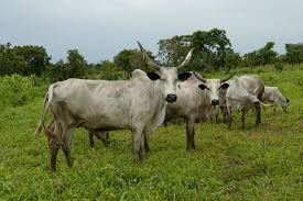 Black And White Cow Breed Name White Fulani Nigeria Animales