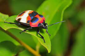 Camellia Shield Bug Or Tea Seed Bug Poecilocoris Latus Scutelleridae Shield Bugs Bugs Insects
