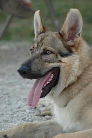 Pawprintskc Com At Directnic Unique Dog Breeds Rare Dog Breeds Hybrid Dogs