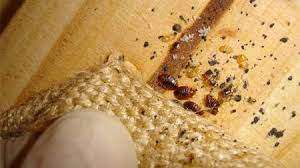Nous proposons ainsi 4 étapes avec nos produits contre les punaises de lit. Les Experts Alerte Aux Punaises De Lits En Champagne Ardenne 40 D Infestations