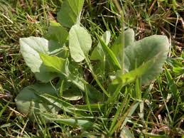 Image result for Emilia discifolia