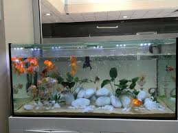 Oranda Ranchu Ruyukin