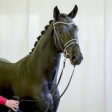 Florestan ier de monaco (ca); Sportsfreund By Sir Heinrich Florestan I Westfalisches Pferdestammbuch E V