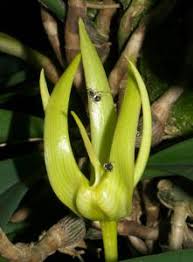 Image result for Bulbophyllum comatum