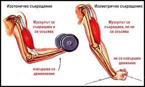 Izotonichno I Izometrichno Skrashenie Fiziologiya Muscle Contraction Isometric Contraction Muscle
