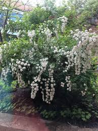 Usda and canadian hardiness zones. I Love This Bush And How The Flowers Cascade Near Toronto Canada Hardiness Zone 5b Approximately 5 Feet Tall Was Unable To Assess Fragrance Whatsthisplant