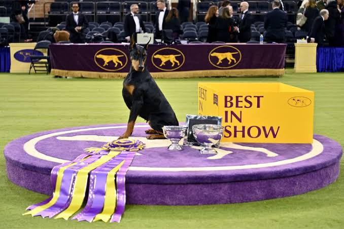 Westminster Best in Show Winners Through the Years