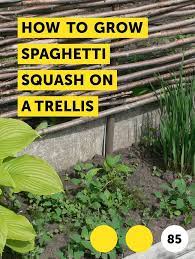 Learn How To Grow Spaghetti Squash On A Trellis How To Guides Tips And Tricks Jade Plants Plants Replant