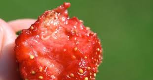 Add 1 tablespoon of dish soap, a teaspoon of salt, and 1/3 of a cup of water to the bag. Wash Your Strawberries Otherwise You May Be Eating White Bugs