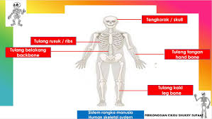 Belajar tentang struktur tulang belakang anda dapat membantu anda memahami masalah tulang belakang. Shukry Supaat Nota Sistem Rangka Tahun 5 Human Skeletal Facebook