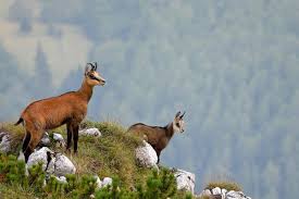Legea microcipului pentru animalele de companie a intrat în vigoare de la 1 ianuarie. Imagini Rare Cu Animalele SÄƒlbatice Din Piatra Craiului