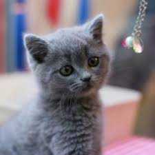Kedi Antalya Fiyatlari Ikinci El Sifir Kiralik Ilanlar Sayfa 2