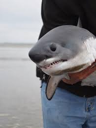 In order to protect these juvenile sand tiger sharks, dohlin said the team is not releasing specific information on the location of the nursery, other than placing it in great south bay. Baby Great White Aww