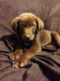 Collection by deann osmus mangham. Our New Chocolate Lab Australian Shepherd Mix Puppy Bentley So Precious Shepherd Mix Puppies Labrador Retriever Puppies Puppies