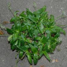 Image result for Ledebouria marginata