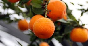 Con tutte le alternative in commercio, perche' si dovrebbe bere proprio il chinotto? Cos E Il Chinotto Domande Impossibili