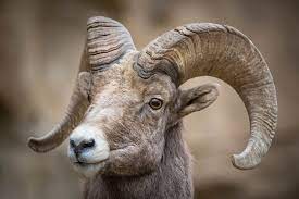 Ram Portrait Ram Close Up Wildlife Photography Fine Art Nature Photography Animal Photography Rob S Wildlife Epic Wildlife Adventures Nature Photography Animals Wildlife Photography Animal Photography