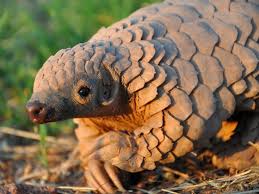The illegal trafficking of wild species is estimated. Malaysia Seizes 712kg Of Pangolin Scales Smuggled From Africa
