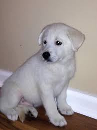 Explore 74 listings for kennel club labrador puppies for sale at best prices. Labrador Puppies Dayton Ohio