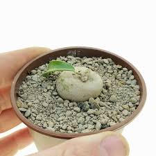 Image result for Ceropegia inornata