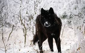 January 30, 2011 at 07:08. Black Wolf Wallpapers Wallpaper Cave