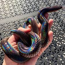 Xenopeltis Unicolour Also Known As A Sunbeam Snake Rainbow Snake Cute Reptiles Cute Snake