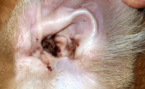 Comprendre pourquoi les maladies apparaissent, comment elles nous affectent et de quelles façons les traiter. La Gale Du Chien Cause Symptomes Traitement Et Prevention