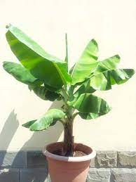 Assorted mini palm and banana artificial plant in white planter (set of 3) 18. Musa Banana Dwarf Cavendish Guide Our House Plants