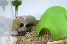 Check spelling or type a new query. Mice As Pets Better Pets And Gardens