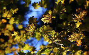 Maybe you would like to learn more about one of these? Can You Identify The Deciduous Trees Of Oregon Oregonlive Com