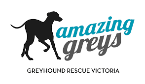 Is greyhound adoption for you? Amazing Greys