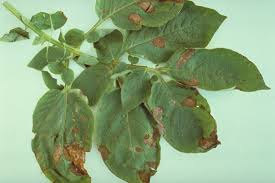 Image result for tomato seedling early blight