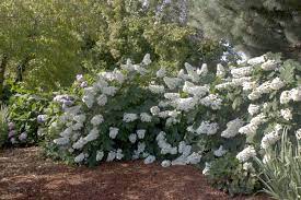 The following is a list of landscape plants rated according to their resistance to deer damage. Espoma Best Hydrangeas For Beginners To Grow Espoma