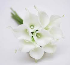 Bunga lily adalah bunga musim panas dengan nama latin marganya genus adalah lilium. Bunga Lily Putih Google Search Bunga