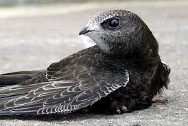 Результат пошуку зображень за запитом "стриж"